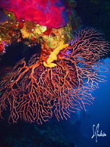 The walls of Cozumel offer color and large fans on most o... by Steven Anderson 
